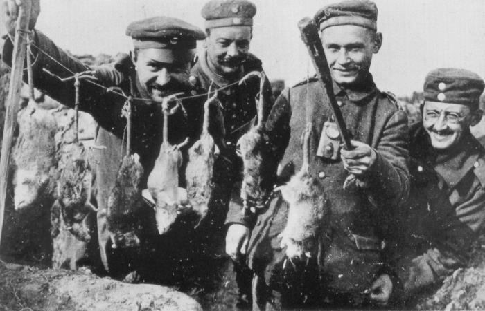 Les rats, la pire calamité de la guerre de 1914-1918